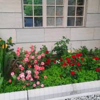 زمین ویلایی پروفایل