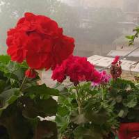 پرهام ولی زاده پروفایل