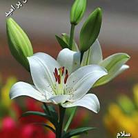 ابراهیم ساده وند پروفایل