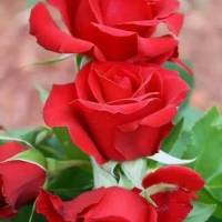 مشاور مسکن سید فاطمی پروفایل