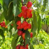 حسین اصغری پروفایل