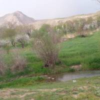 فرزین بهاری پروفایل