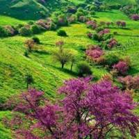 محمود دهقان پروفایل