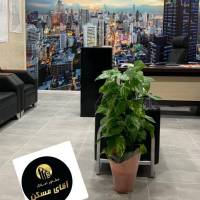 محسن صابری پروفایل