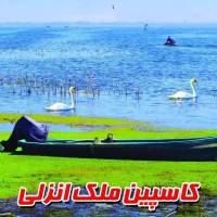ناصرزکی زاده پروفایل