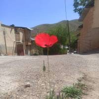 گودرزی پروفایل