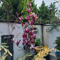 رضا شاهی پروفایل