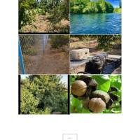 رسول کورانی چمعالی  پروفایل