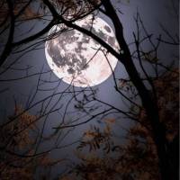 حسین عبدلحسینی پروفایل
