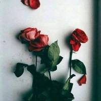 خانم شایان کارشناس امورملکی  پروفایل