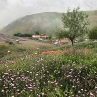 میلاد حافظی پروفایل