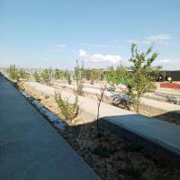 میرطاهر طباطبایی  پروفایل