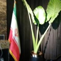  خانم فیضی پروفایل