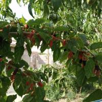 بیژن نوایی وایقان پروفایل