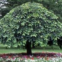 آژانس املاک مشاور نارون پروفایل